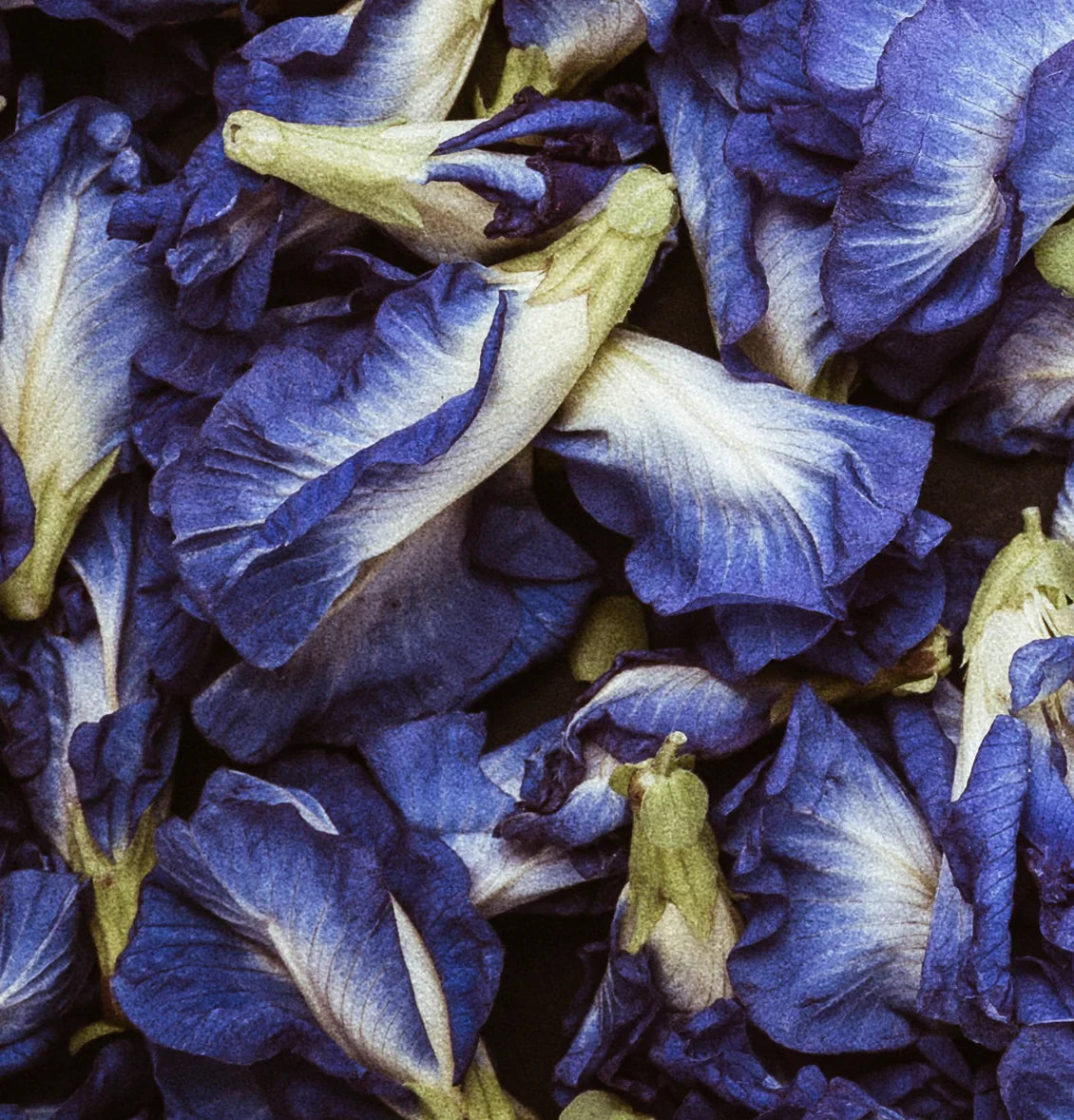 BUTTERFLY PEA