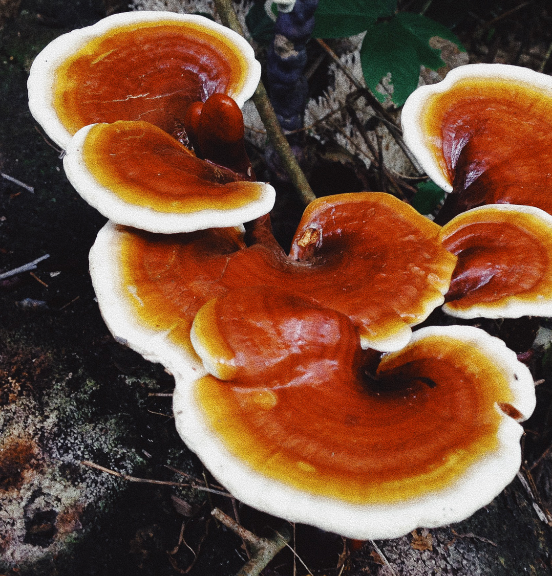 Reishi